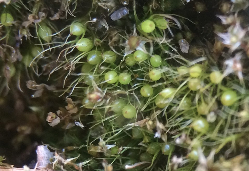 Pleuridium subulatum